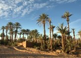 Palm Trees at Merzouga Morocco